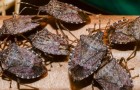 Brown marmorated stink bugs