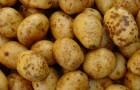 Potataoes