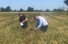 People taking an Italian rye-grass sample