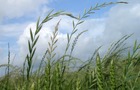 Italian rye-grass in a wheat field