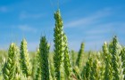 Wheat growing in a field