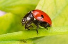 Ladybird on a leaf