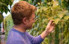 Dr Tom Wood in a glasshouse looking at beans