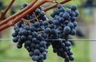 Grapes growing in the concept vineyard at NIAB EMR