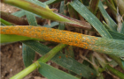 Yellow rust on a wheat leaf