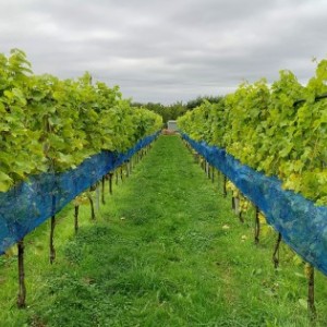 NIAB research vineyard