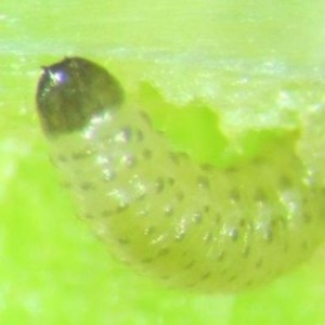 Larval cabbage stem flea beetle