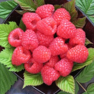 Malling Bella® raspberries