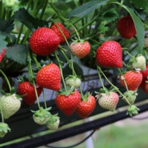 Malling Ace Strawberries 