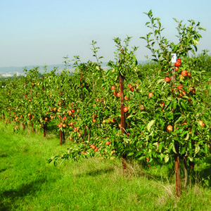 Orchard at NIAB EMR