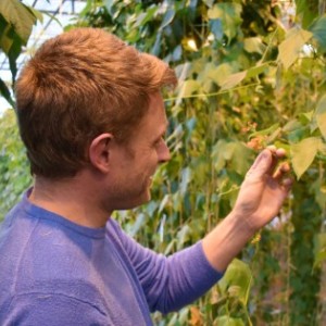 Dr Tom Wood in a glasshouse looking at beans