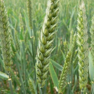 Wheat