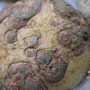 Powdery Scab disease on a potato