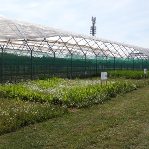Wildflower strips next to strawberry growing area