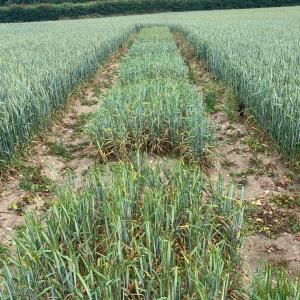 Wheat experiment growing in a field