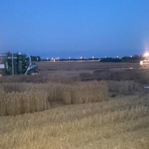 NIAB Cambridge night harvesting next to the A14