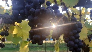 Sun shining through grapes on a vine at NIAB's East Malling site, Kent