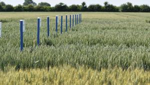 Niab wheat variety demos