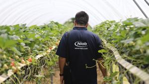 Niab staff in strawberry polytunnel