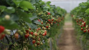 Strawberry breeding at NIAB East Malling