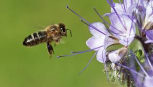 Phacelia and bee
