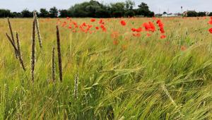Poppy and black-grass