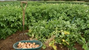 Potato trials at Cambridge