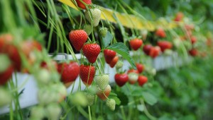 Strawberries growing in the WET Centre at NIAB East Malling