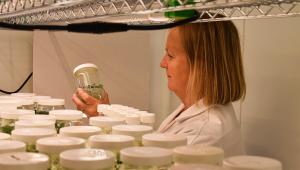 Niab staff member looking at pots in Niab's Tissue Culture lab
