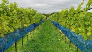 The research vineyeard at NIAB East Malling