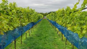 The research vineyeard at Niab East Malling