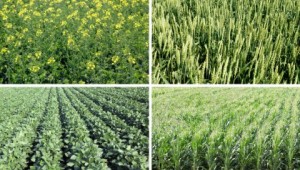 Cereal crops in a field in spring