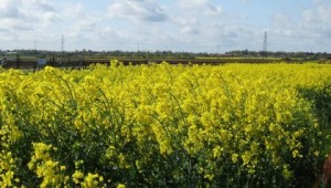 Oilseed rape demo plots