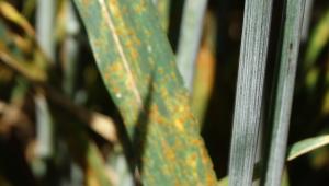 Brown rust in wheat