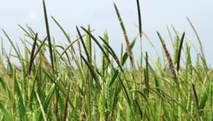 Black-grass at Hardwick, NIAB's National Black-grass centre