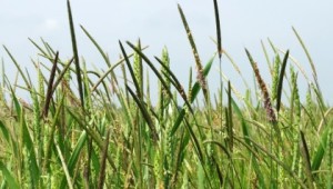 Black-grass at Hardwick, NIAB's National Black-grass centre