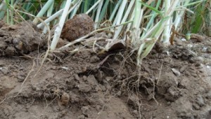 Crop roots in soil