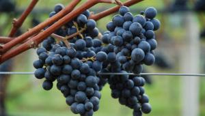 Grapes growing on a vine at Niab East Malling