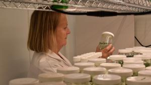 Niab staff member looking at pots in Niab's Tissue Culture lab
