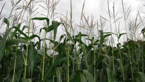 Forage maize