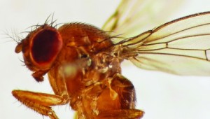 Spotted Wing Drosophila