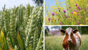 Collage of wheat, wildflowers and a cow