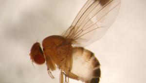 Male spotted wing drosophila