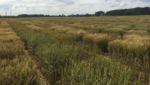 Designing Future Wheat nursery