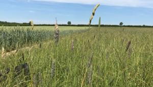 Herbal ley webinar - 15 April 2026