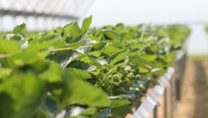 Young strawberry plants growing at NIAB East Malling