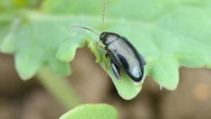 Cabbage stem flea beetle