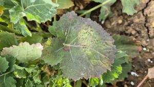 Light leaf spot in WOSR