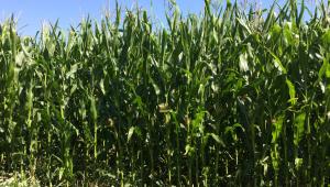 Forage maize