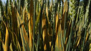 Yellow rust in wheat
